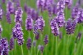 Essential Oils & Fragrances